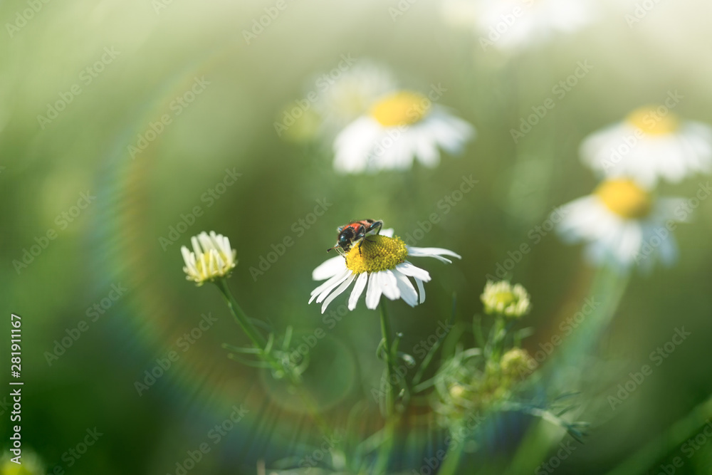 Beauty in nature, red - black bug on chamomile, wildlife in meadow