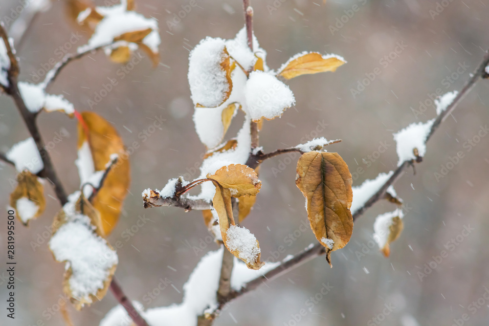 雪中树叶干枯的树枝_