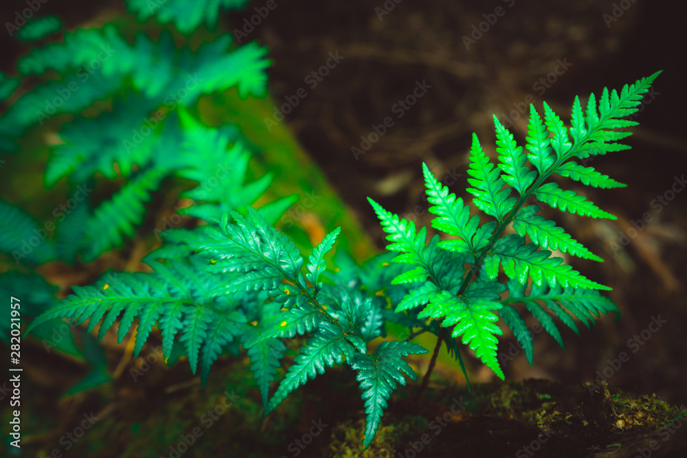 澳大利亚塔斯马尼亚热带雨林丛林中的野生蕨类植物。自然特写背景。