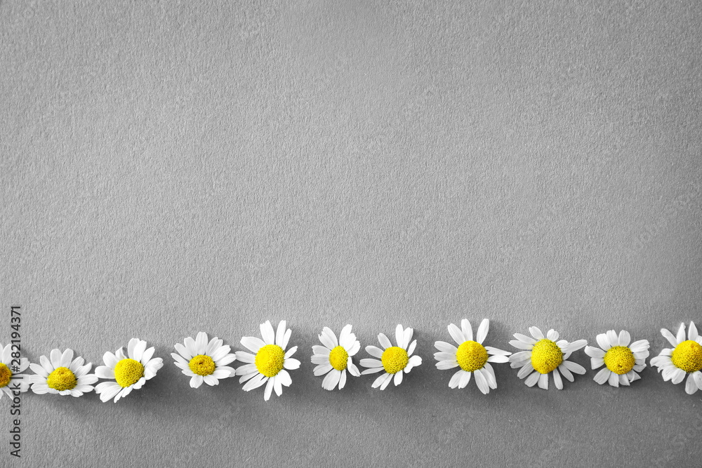 Beautiful chamomile flowers on grey background