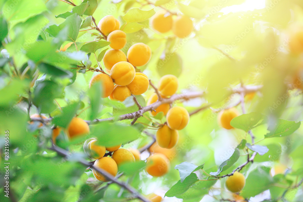 花园里树上长满成熟杏子的树枝