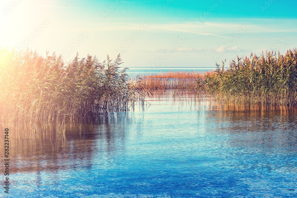 Reeds on the shore of the Zalew Szczeciński.