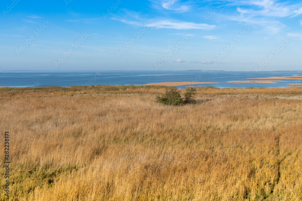 Reeds on the shore of the Zalew Szczeciński.