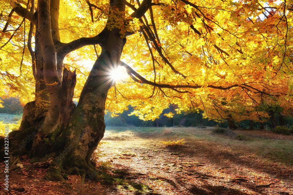 Sun rays through autumn trees. Natural autumn landscape in the forest. Autumn forest and sun as a ba