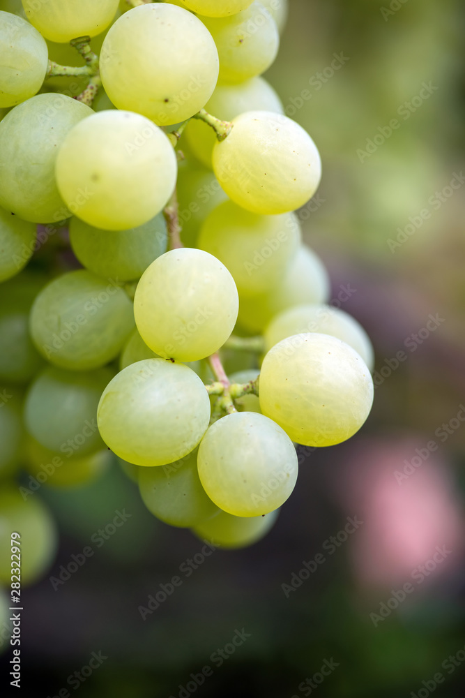 一串串成熟的酿酒葡萄的特写镜头