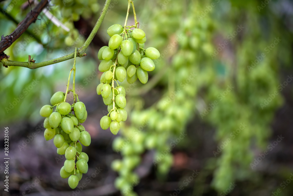 Close-up of bunches of ripe wine grapes