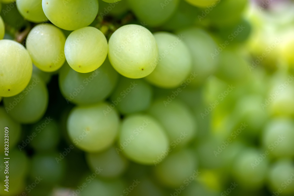 Close-up of bunches of ripe wine grapes