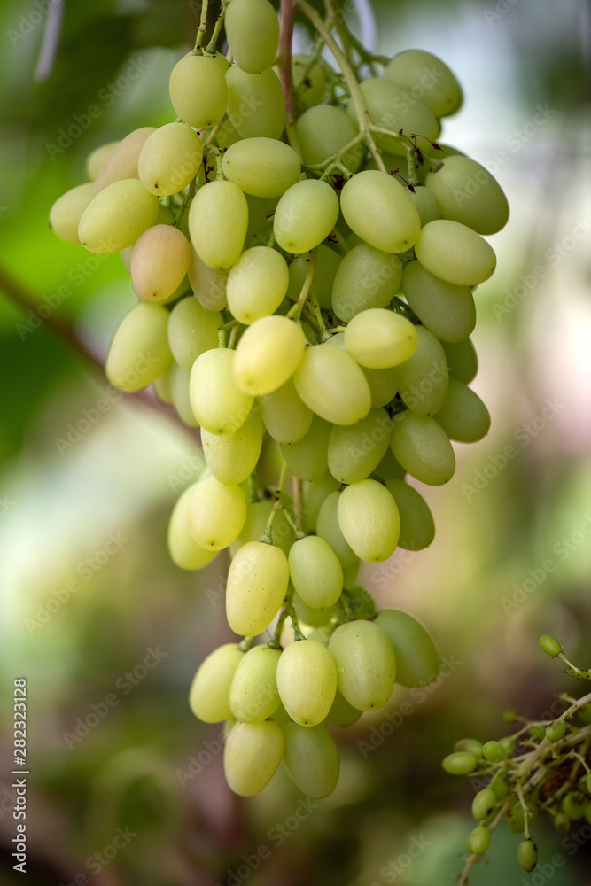 Close-up of bunches of ripe wine grapes