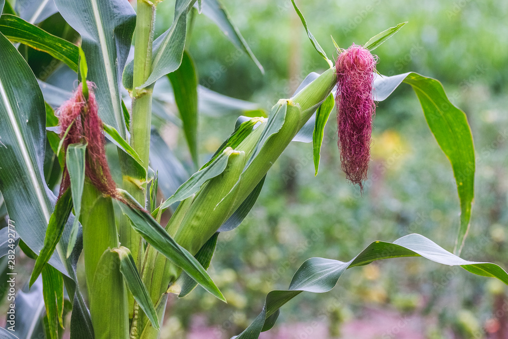 Corn harvest on a farm field during ripening_