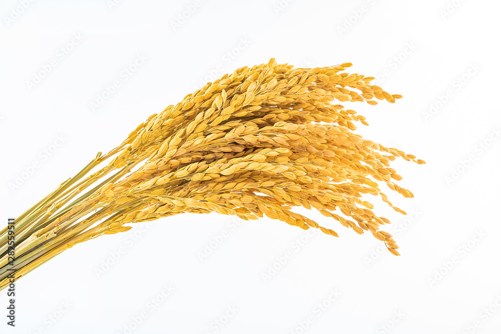 a golden rice paddy ear on a white background