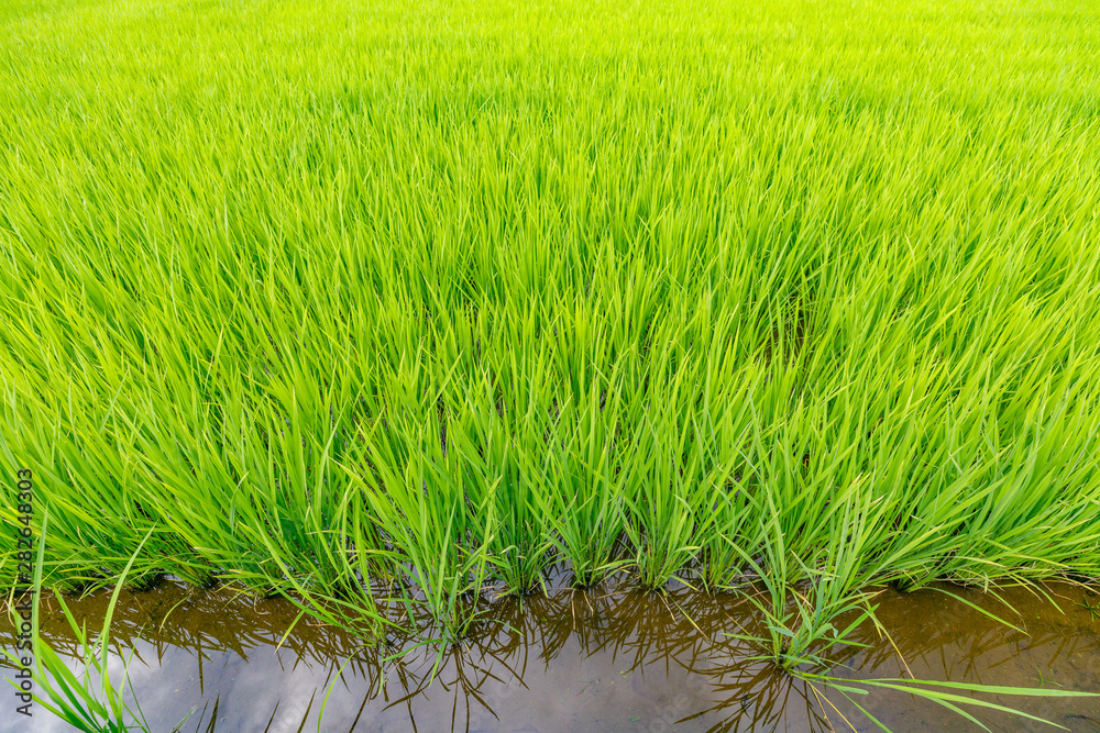 水田に植えられた新緑の稲