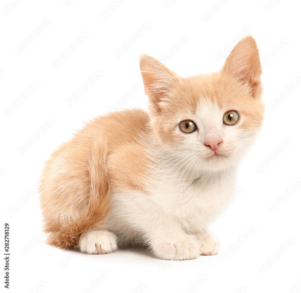 Cute funny kitten on white background