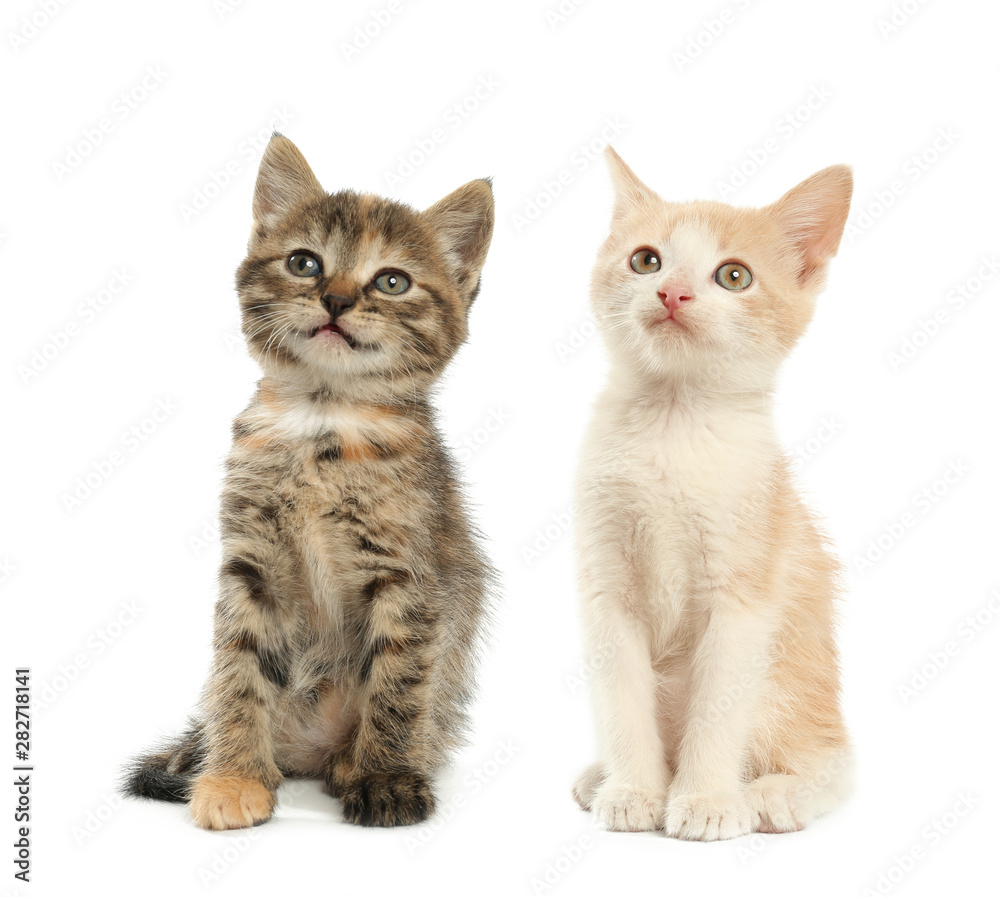 Cute funny kittens on white background