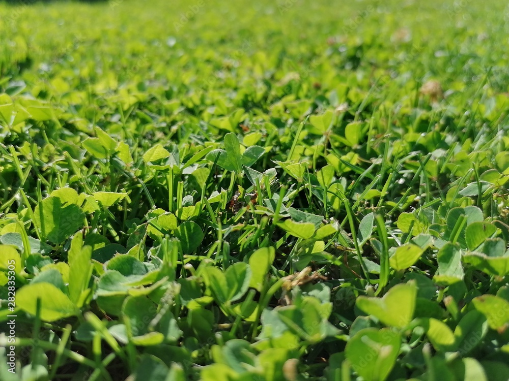 sommer gras natur foto hintergrund