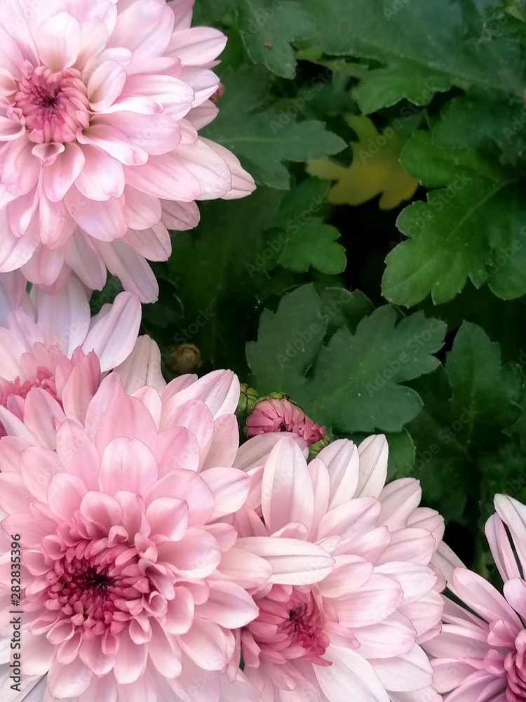 玫瑰蓝Chrysantheme im Garten Hintergrund