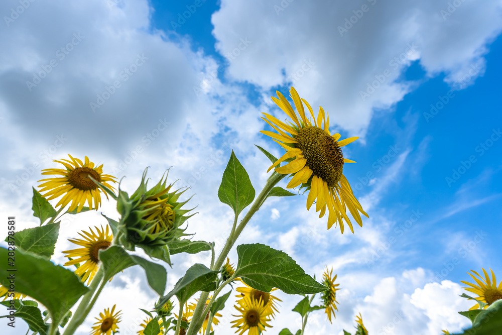 sunflower in garden