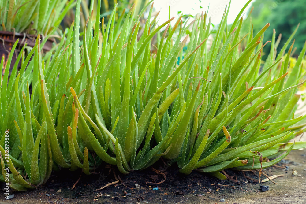 关闭花园里的芦荟叶子