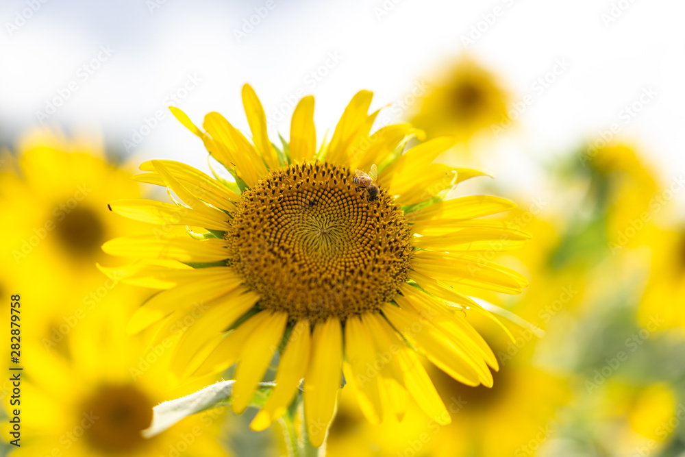 sunflower in garden