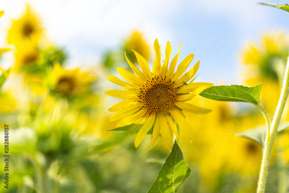 sunflower in garden