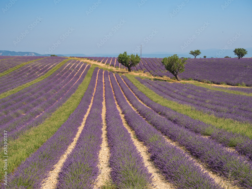 法国，2019年7月：法国普罗旺斯Valensole附近的薰衣草田夏季日落景观