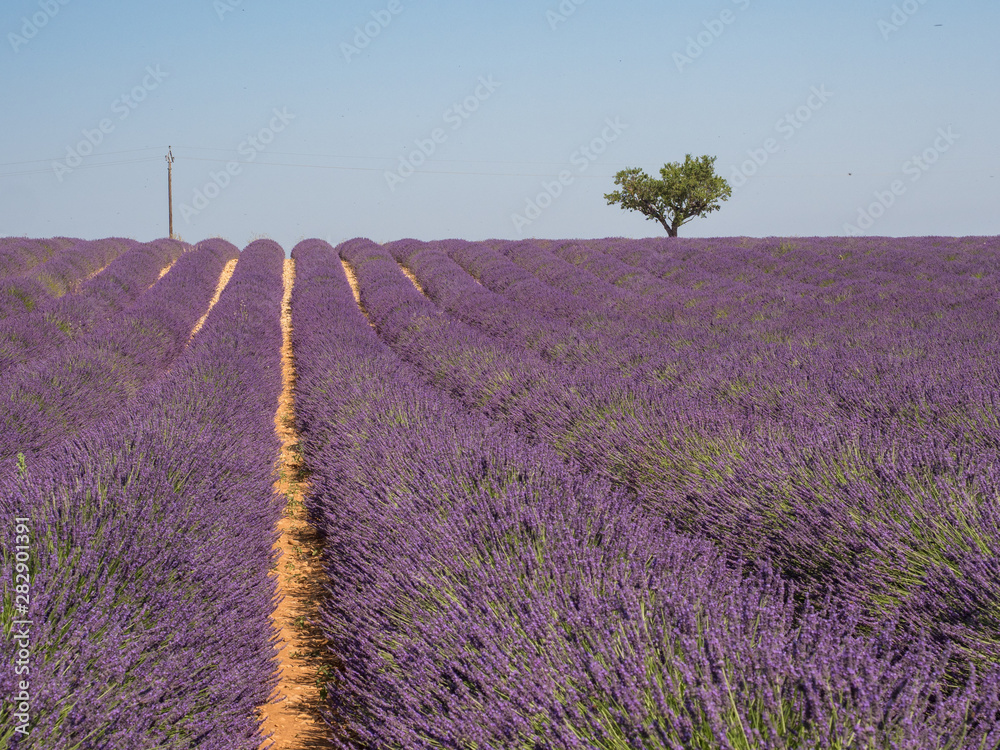 France, july 2019: Lavender field summer sunset landscape near Valensole.Provence,France