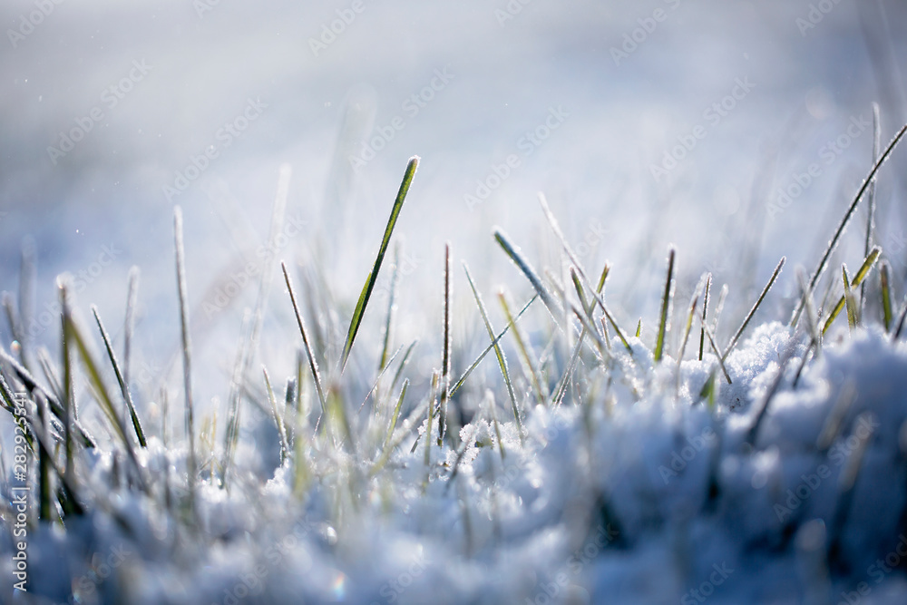 清晨阳光照射在被雪覆盖的草地上。选择性聚焦。