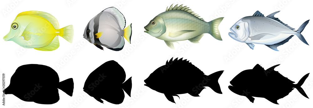 Silhouette, color and outline version of fish