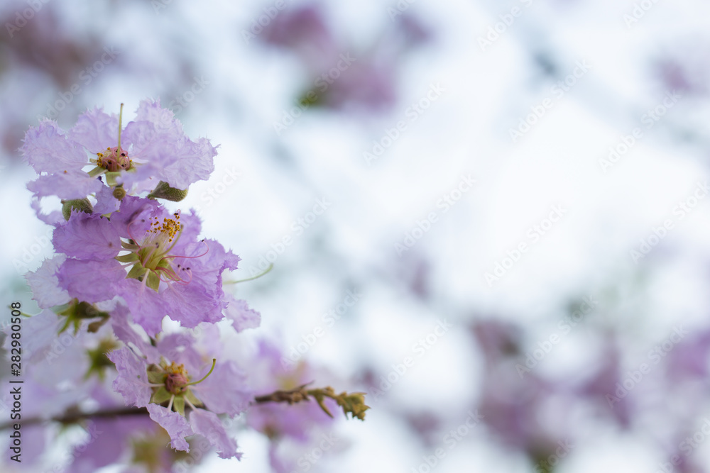 背景模糊的紫色花朵。