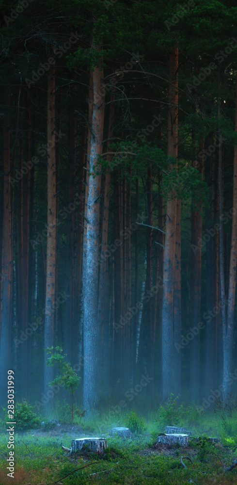 pine tree forest