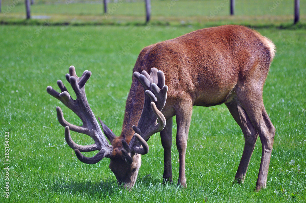 red stag with an impressive set of antlers