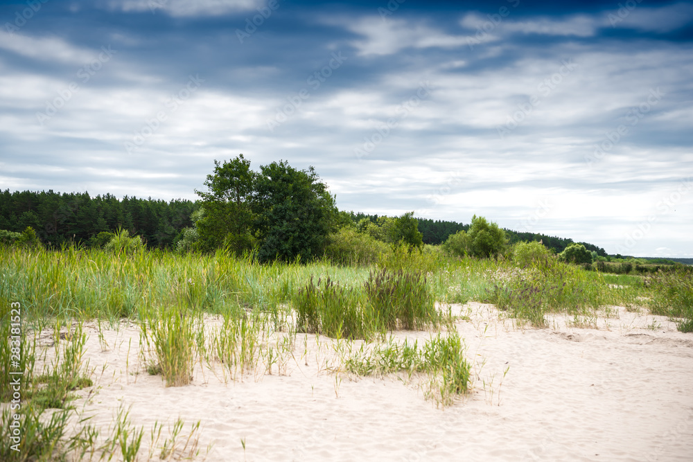 Baltic sea coastline in Latvia. Sand dunes with pine trees