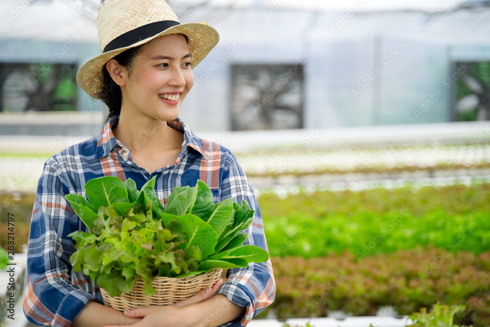 Asian young cute farmer girl holding basket of green salad vegetables walking in organic hydroponic 