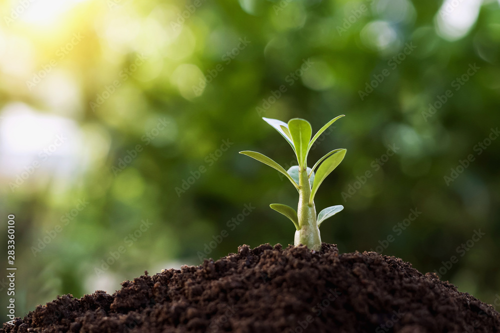 sprout plant growing on  soil with sunshine in farm. agriculture concept