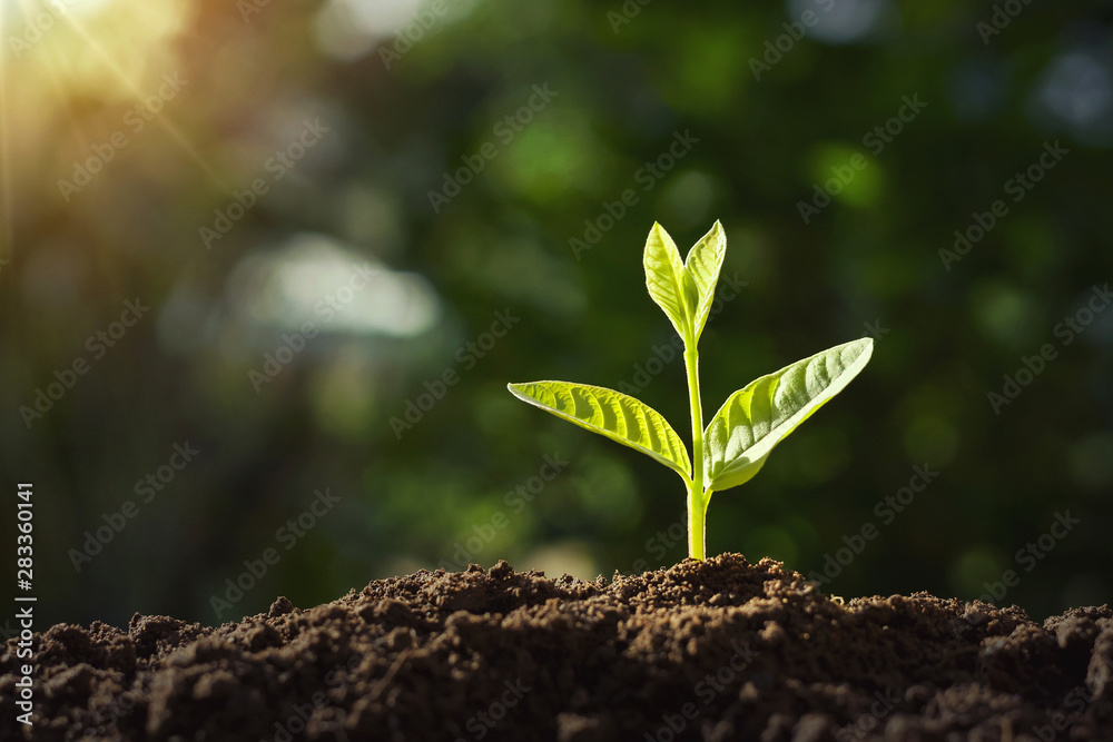 small plant growing with sunshine. agriculture concept