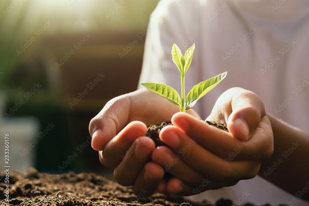 children caring young plant. hand holding small tree in morning light