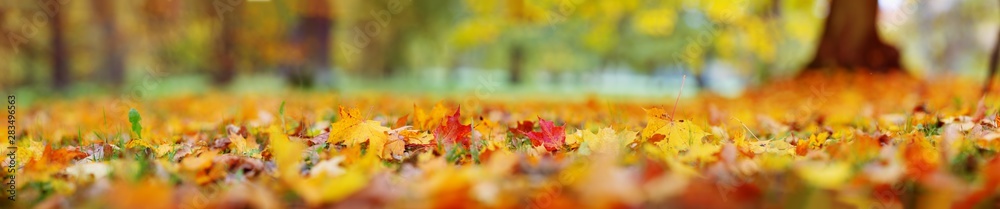 trees with multicolored leaves on the grass in the park