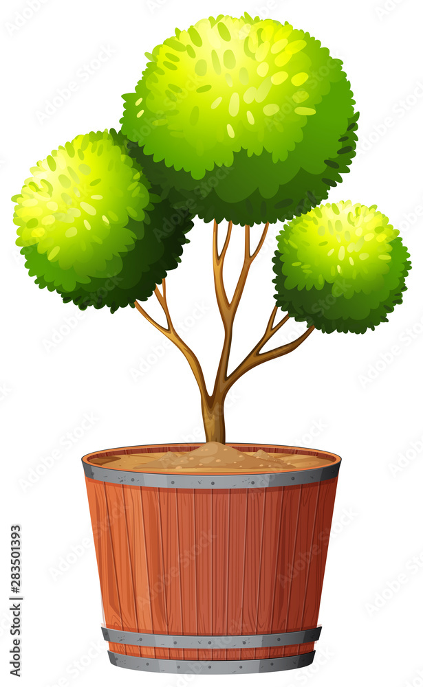 Plant in pot with soil isolated