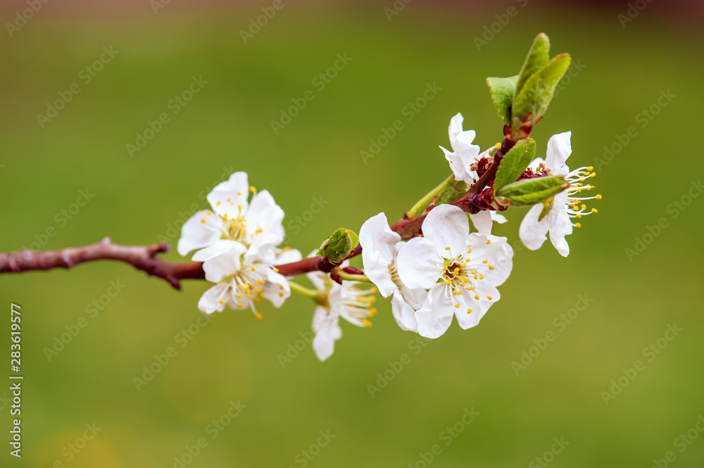 Cherry flowers frame