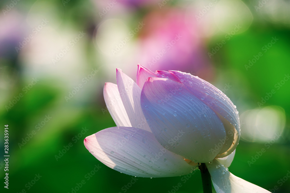 Chinese lotus in full bloom.