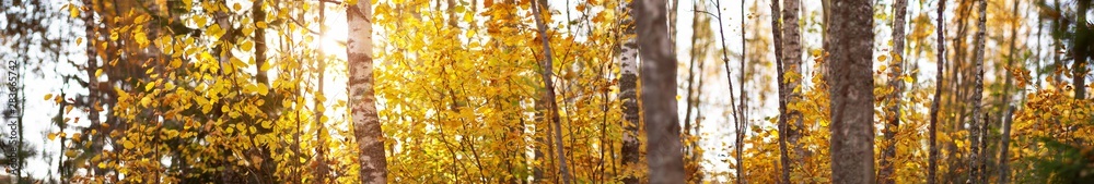 trees with multicolored leaves on the grass in the park