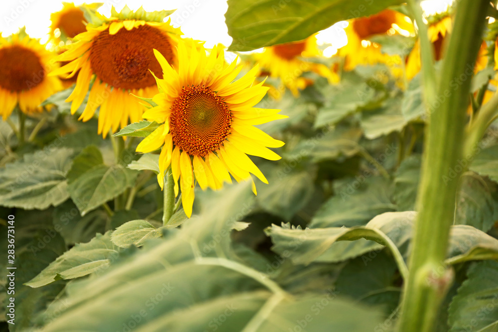 Beautiful sunflowers in field on summer day