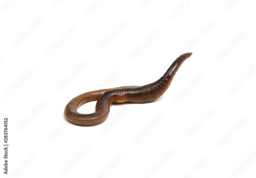 animal earth worm isolated on white