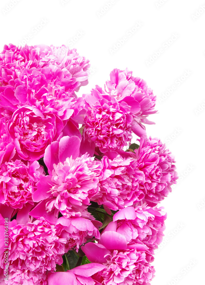 Pink peony isolated on white