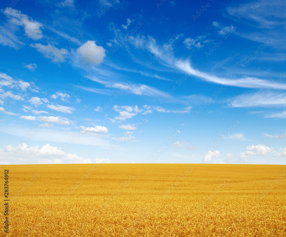 Golden wheat field