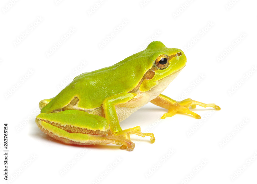 Green tree frog isolated on white