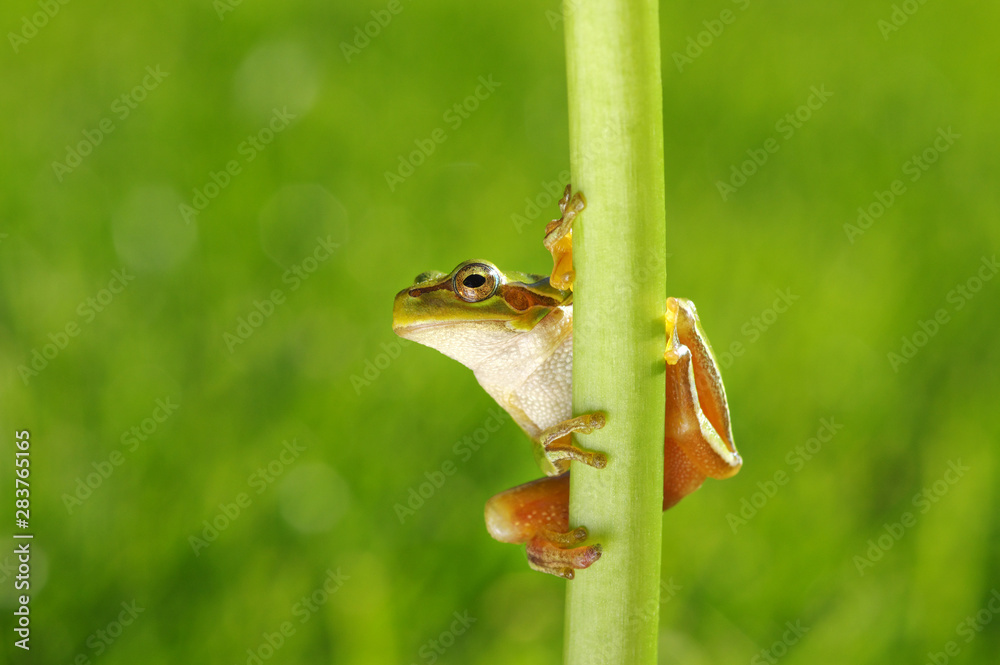 Frog on green background