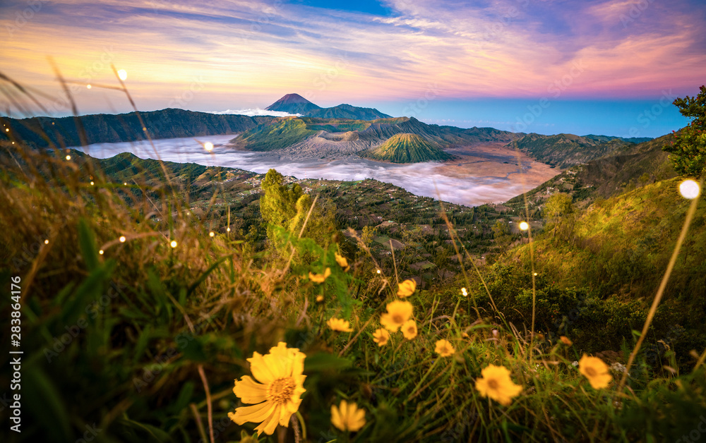 阿尔戈乌兰景区背景为布罗莫山的黄色花朵