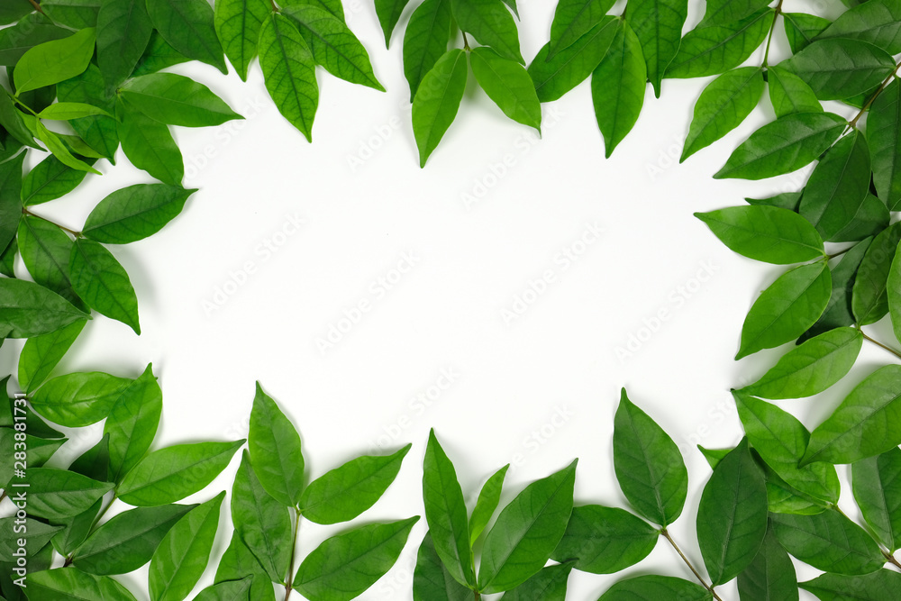 Group of green leaf frame on white background