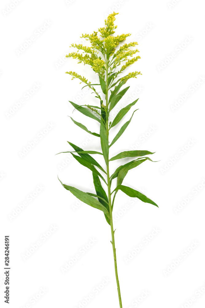 玻璃花瓶里的黄色春花（Solidago）在白色背景上隔离。