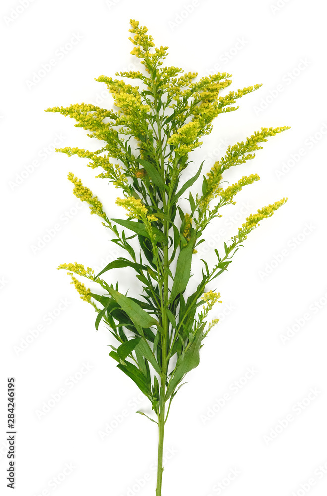 玻璃花瓶里的黄色春花（Solidago）在白色背景上隔离。